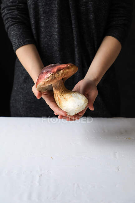 Большой гриб с коричневой шапкой и белым стволом — стоковое фото