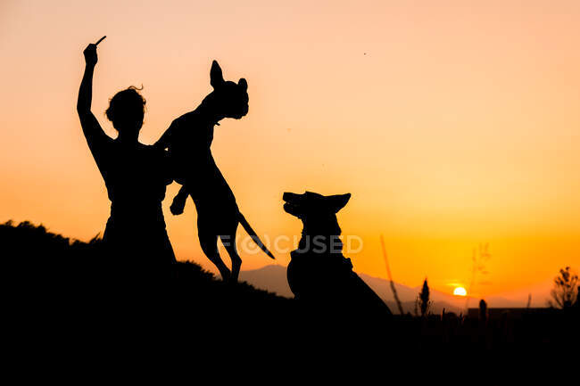 Силуэт женщины тренирует большую собаку в дикой природе на заднем плане с оранжевым заходящим солнцем. Собака прыгает высоко для удовольствия — стоковое фото