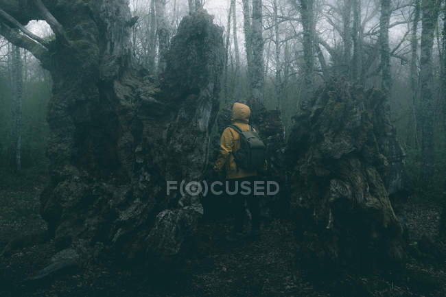 Back view of tourist admiring huge ancient tree covered by moss on background of cloudy sky. — Photo de stock
