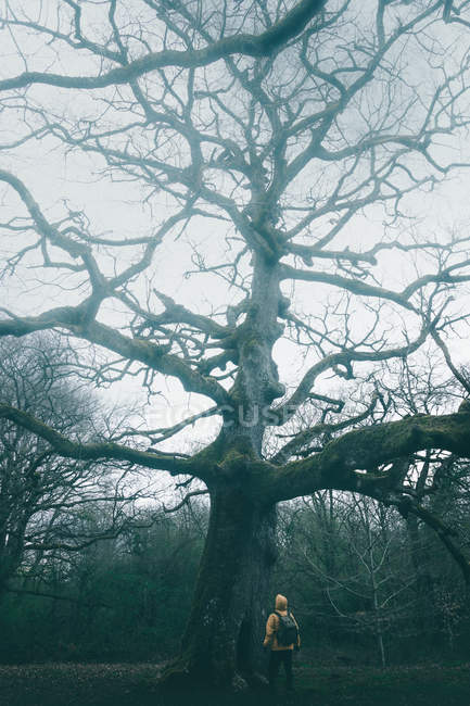 Вид сзади туриста, любующегося огромным древним деревом, покрытым мхом на фоне облачного неба — стоковое фото