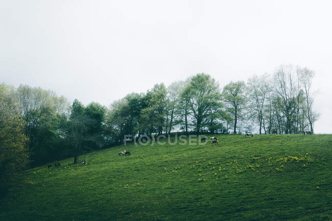 Étonnants chevaux avec manteau de couleur châtaigne debout sur fond brumeux de la nature — Photo de stock