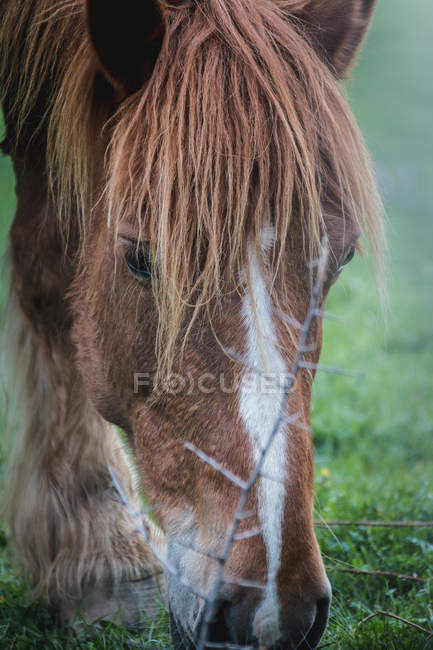 Cabeça de cavalo incrível com castanha casaco colorido de pé no fundo borrado da natureza — Fotografia de Stock