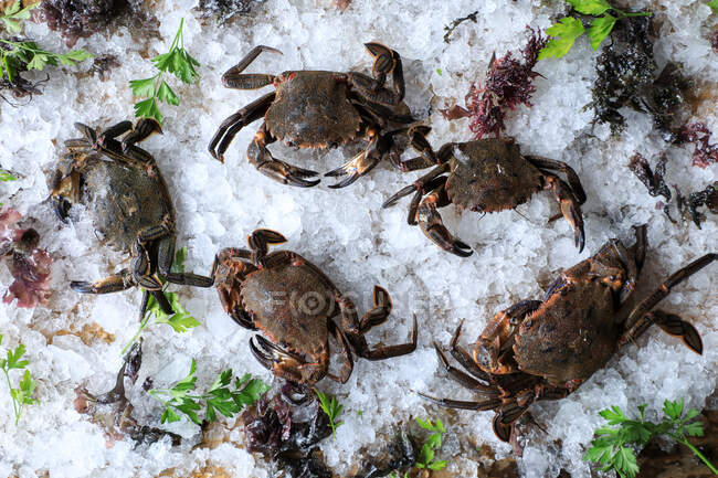 Big fresh crabs on cut ice cubes — Stock Photo