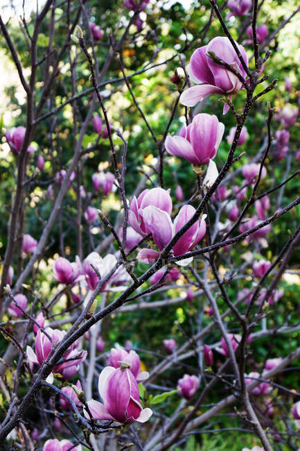 Lila Blüten blühen auf Büschen in der Natur — Stockfoto