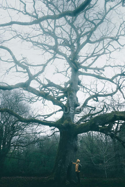 Zurück Ansicht der Touristen bewundern riesigen alten Baum mit Moos bedeckt auf dem Hintergrund des bewölkten Himmels — Stockfoto