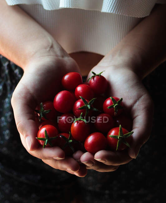 Tomates cherry brillantes con tallos verdes en las manos - foto de stock