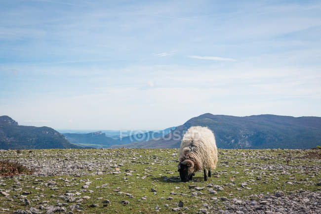 Flock of mountain fluffy sheep grazing and eating grass in green meadow — Stock Photo
