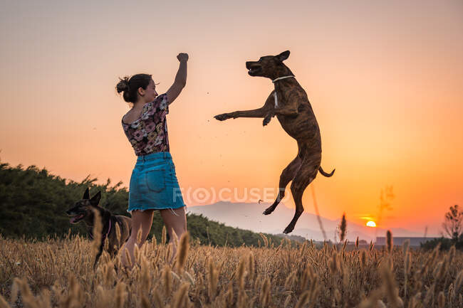 Young woman training big dog in wild nature on background with orange setting sun. Dog jumping up high for treat — Stock Photo