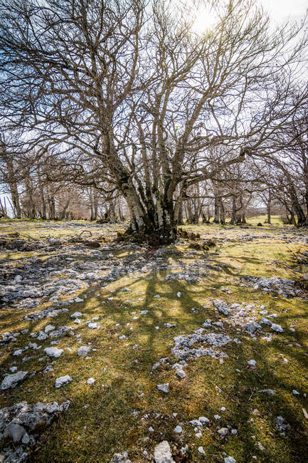 Великі сильні голі дерева кидають тінь на зелену лугу з малими білими каменями в сонячну погоду. — стокове фото