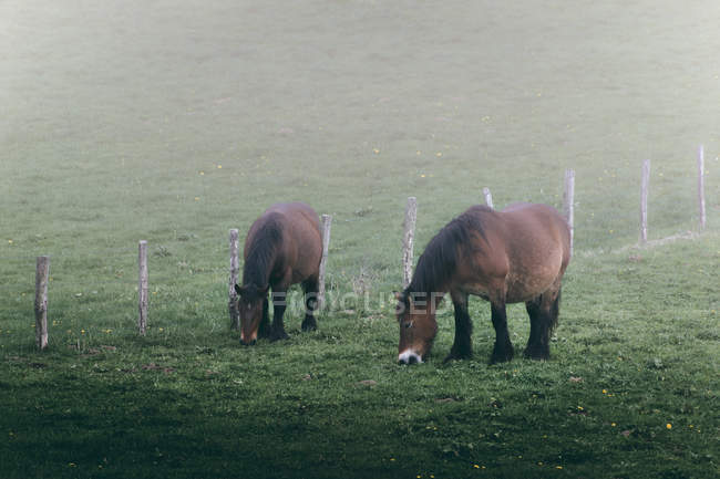 Incredibili cavalli con cappotto color castagno in piedi su sfondo nebbioso della natura — Foto stock