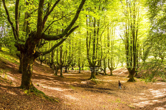Турист з собакою захоплюється мальовничим видом на пейзаж з красивими величними деревами на сонячному світлі — стокове фото