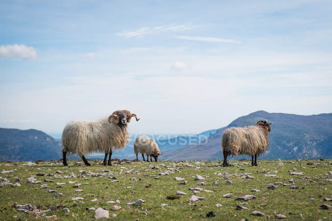 Serratura di ovini soffici di montagna al pascolo e mangiare erba nel prato verde — Foto stock
