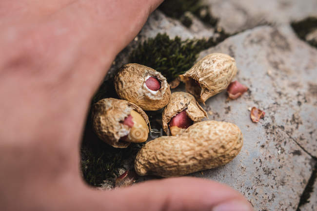 De cima da mão do homem anônimo segurando poucas amendoim sem casca no fundo borrado do solo florestal — Fotografia de Stock