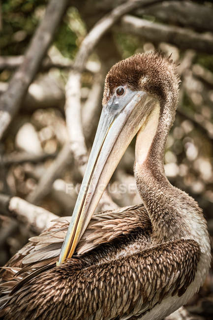 Grigio pelican preening ala piume mentre si siede su rami di albero grezzi in natura — Foto stock
