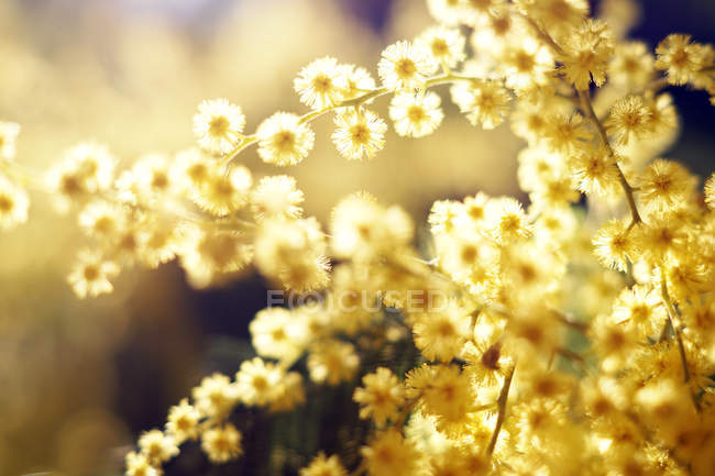 Primo piano di ramoscelli d'oro teneri nella giornata di sole — Foto stock