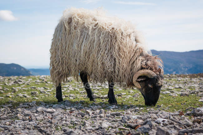 Flock de ovelha fofo montanha pastando e comendo grama no prado verde — Fotografia de Stock