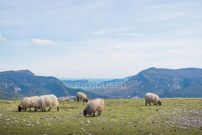 Стая горной пушистой овцы грызет траву в зеленом лугу — стоковое фото