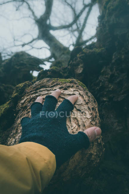 Кукурудзяний турист в рукавичках з оголеними пальцями торкається частини стародавнього дерева, покритого мохом — стокове фото