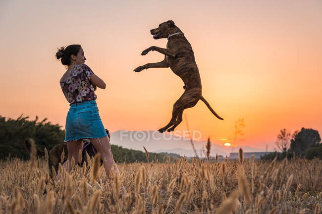 Молодая женщина тренирует большую собаку в дикой природе на заднем плане с оранжевым заходящим солнцем. Собака прыгает высоко для удовольствия — стоковое фото