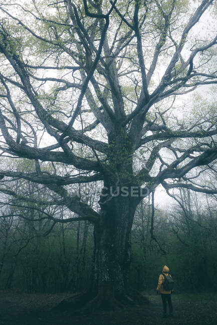 Vista trasera del turista admirando el gran árbol antiguo cubierto por musgo en el fondo del cielo nublado. - foto de stock