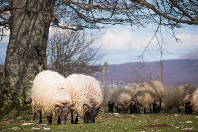 Зграя гірських пухнастих овець пасе і їсть траву на зеленому лузі — стокове фото