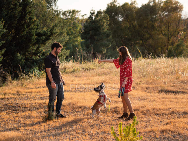 Cheerful couple playing with small friendly dog among yellow grass in park — Stock Photo
