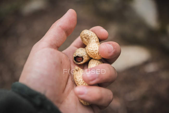 Aus der obersten Hand eines anonymen Mannes, der ein paar ungeschälte Erdnüsse auf verschwommenem Waldboden hält — Stockfoto