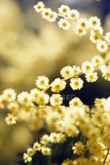 Primer plano de tiernas ramitas doradas en el día soleado - foto de stock