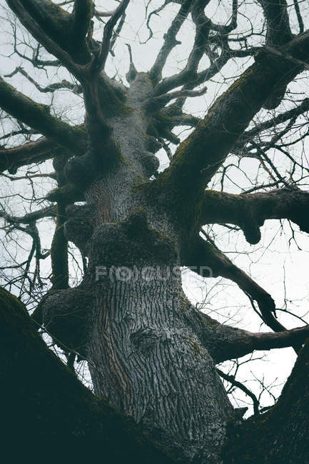 Vaste arbre ancien recouvert de mousse dans le parc sur fond de ciel nuageux — Photo de stock