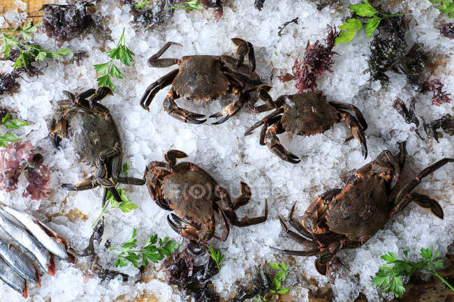 Big fresh crabs on cut ice cubes — Stock Photo