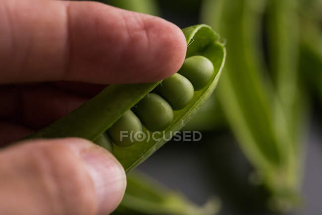 Closeup of human hand opening fresh pea pod — Stock Photo