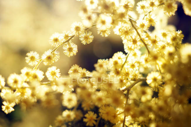 Nahaufnahme zarter goldener Zweige an sonnigen Tagen — Stockfoto
