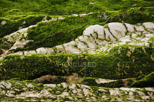 Primer plano de la colina pedregosa cubierta de musgo en la naturaleza - foto de stock