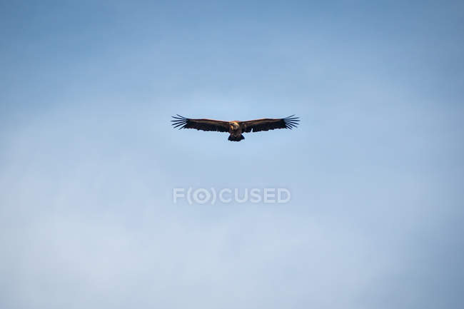 Wild hawk with big wings hovering in clear blue sky — Stock Photo