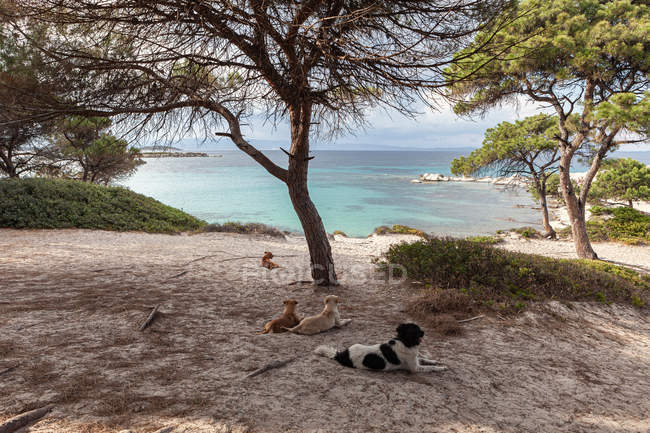 Chiens errants allongés sur le littoral vert parmi les vieux arbres courbes et l'eau calme turquoise, Grèce — Photo de stock