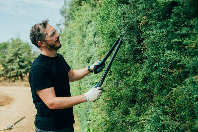 Homem caucasiano aparando uma sebe de arizonica com grande tesoura para jardim — Fotografia de Stock