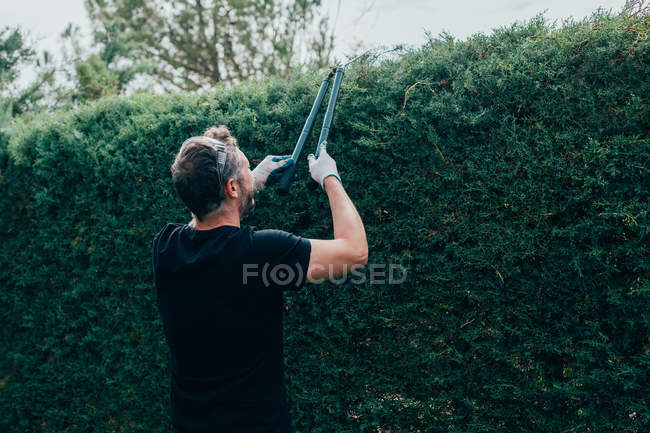 Homem caucasiano aparando uma sebe de arizonica com grande tesoura para jardim — Fotografia de Stock
