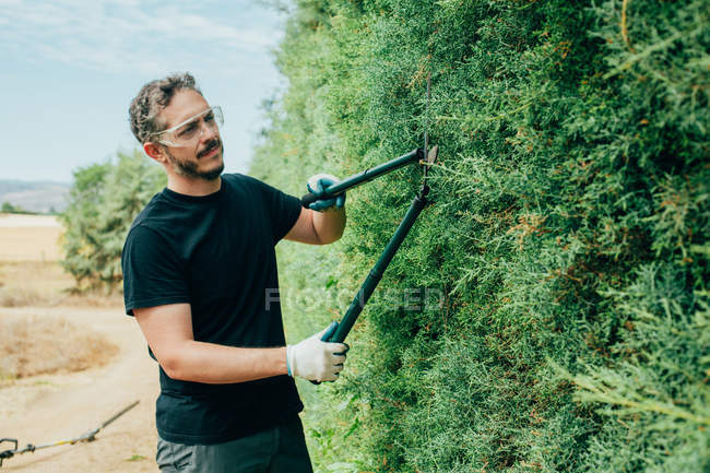Kaukasier schneidet eine Arizonica-Hecke mit großer Schere für den Garten — Stockfoto