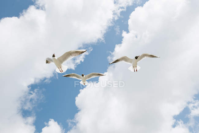 Чайки летят против облачного голубого неба — стоковое фото