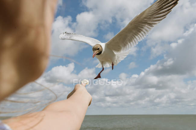 Zugeschnittenes Bild einer Frau, die der Möwe ein Stück Brot anbietet, während sie an einem sonnigen Tag am Meer steht — Stockfoto