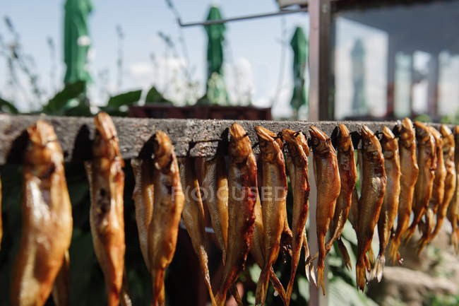 Varios delicioso pescado ahumado unido a la tira de madera con clavos en el día soleado - foto de stock