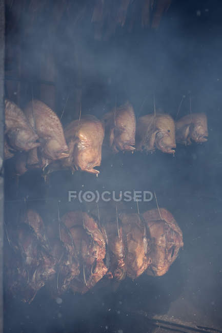 Rangées de poissons éviscérés accrochés aux cordes de cuisson à l'intérieur du fumoir — Photo de stock