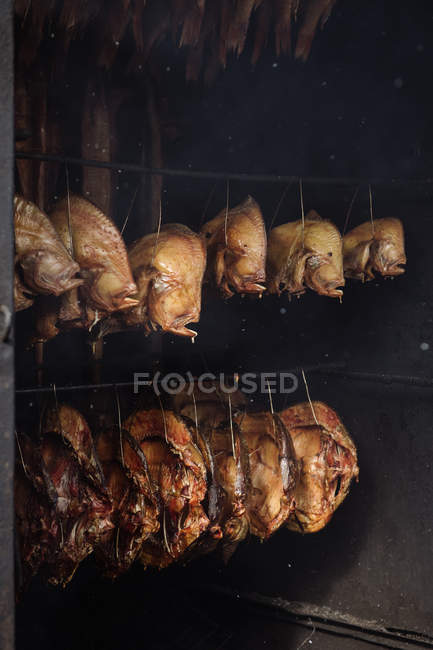Filas de pescado eviscerado colgando de cuerdas cocinando dentro de un ahumadero - foto de stock
