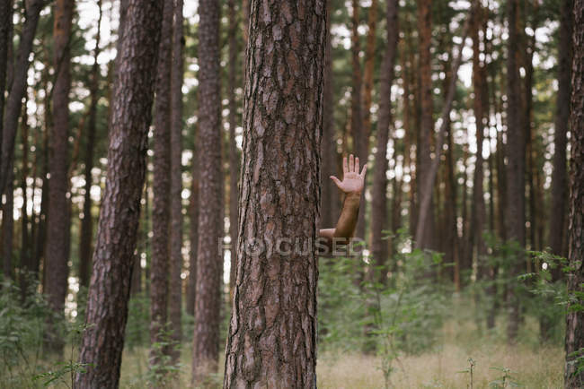 Abgeschnittenes Bild eines Mannes, der sich hinter einer Kiefer versteckt und im Wald mit bloßen Händen winkt — Stockfoto