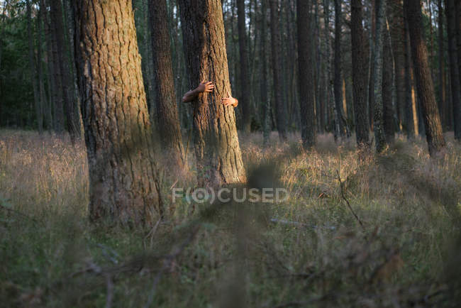 Imagen recortada del hombre escondido detrás de un árbol de pino abrazando el árbol mientras está de pie en el bosque - foto de stock