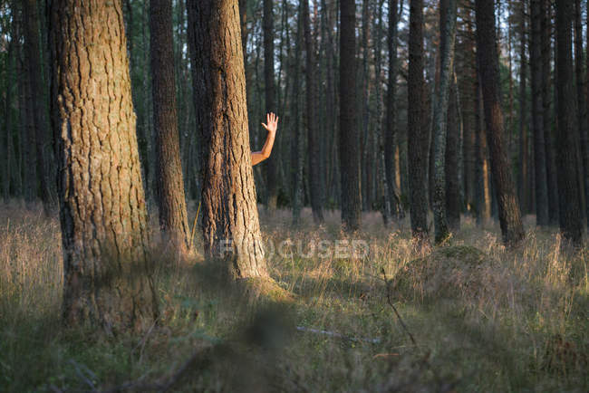 Обрізане зображення людини, що ховається за сосновим деревом, махаючи голою рукою, стоячи в лісі — стокове фото