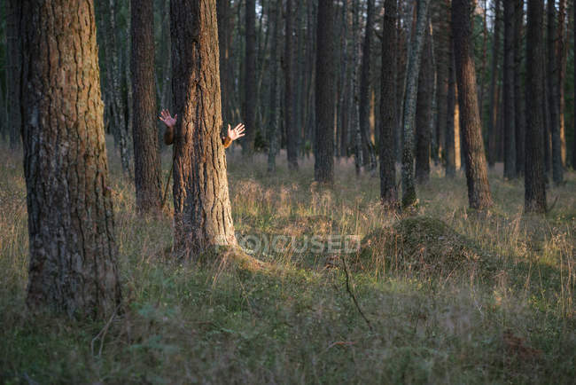 Cropped image of man hiding behind pine tree waving hands while standing in forest — Stock Photo