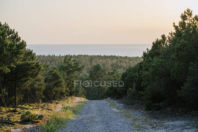 Лісова дорога між соснами в сонячний день — стокове фото