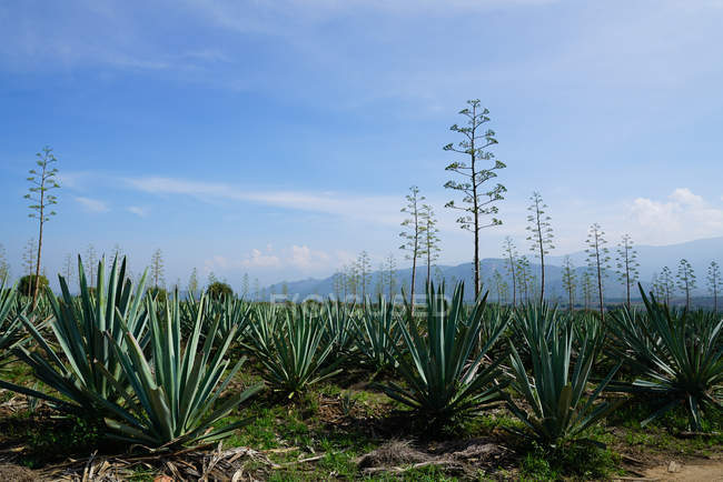 Bunch of growing green agave with tall flowers in daylight in farmland — Stock Photo
