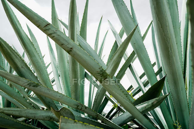Cultivo de hojas de agave verde espinoso a la luz del día - foto de stock